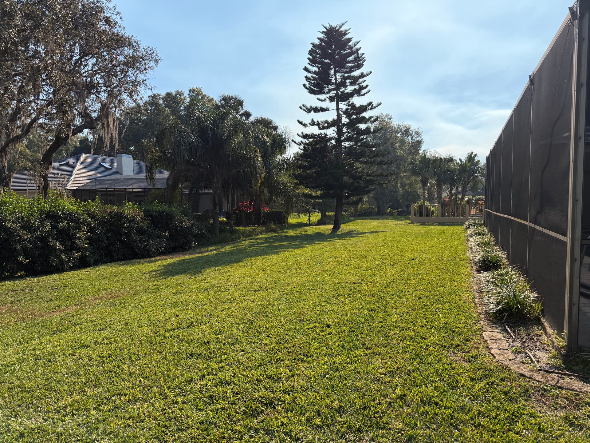 Healthy open lawn with mature Norfolk pine and palms