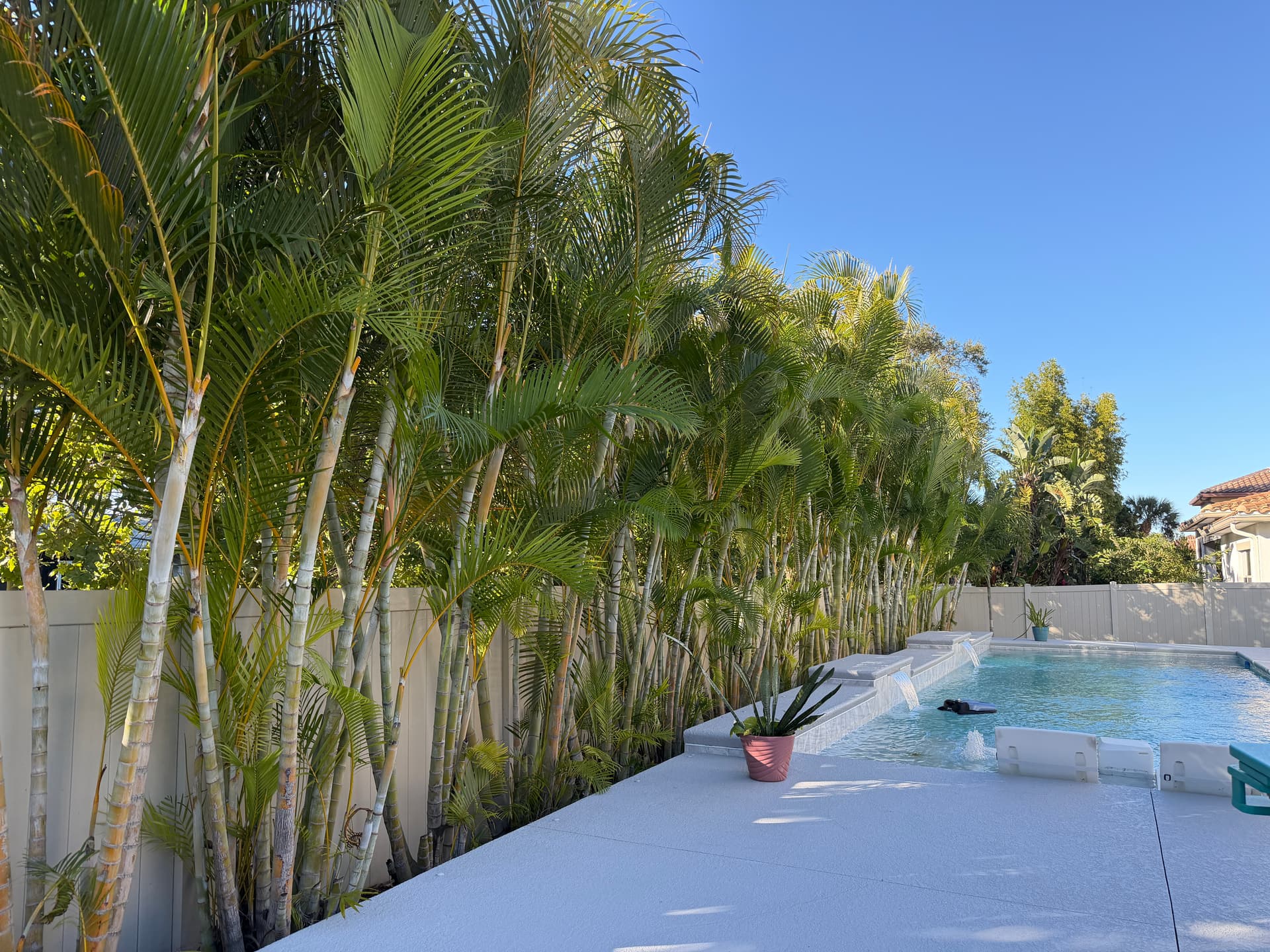 Mature areca palm grove framing a pool deck in Central Florida
