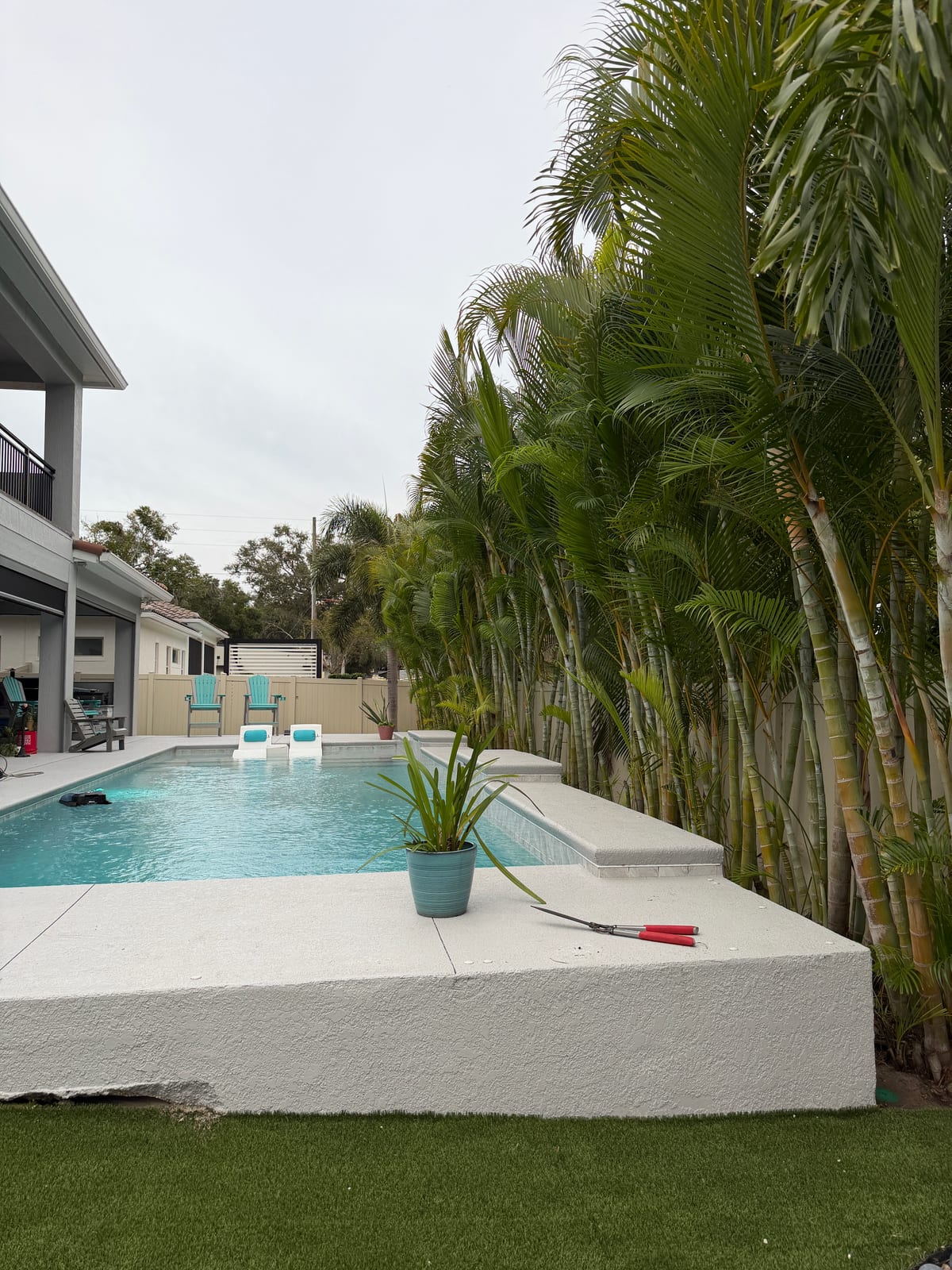 Backyard pool framed by bamboo screen and tropical palms